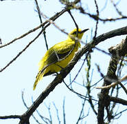 Black-naped Oriole