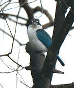 Collared Kingfisher