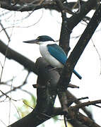 Collared Kingfisher