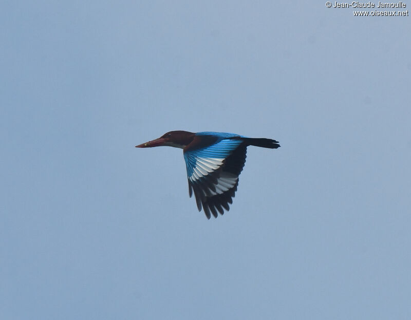 White-throated Kingfisheradult, Flight