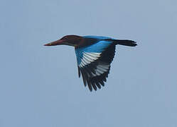 White-throated Kingfisher