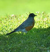 American Robin