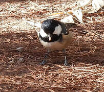 Coal Tit