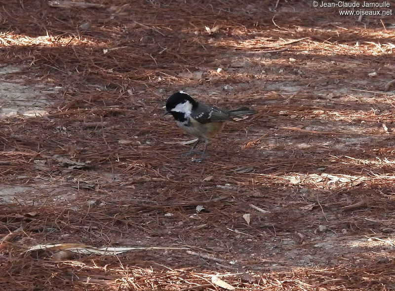 Mésange noire, régime