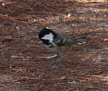 Coal Tit