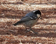 Coal Tit