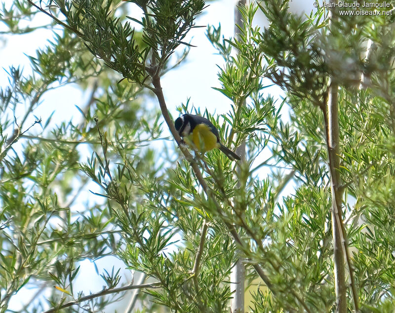 Mésange nord-africaine mâle adulte