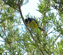 African Blue Tit