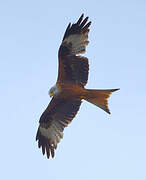 Red Kite