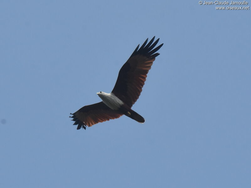 Brahminy Kiteadult