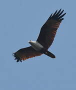 Brahminy Kite