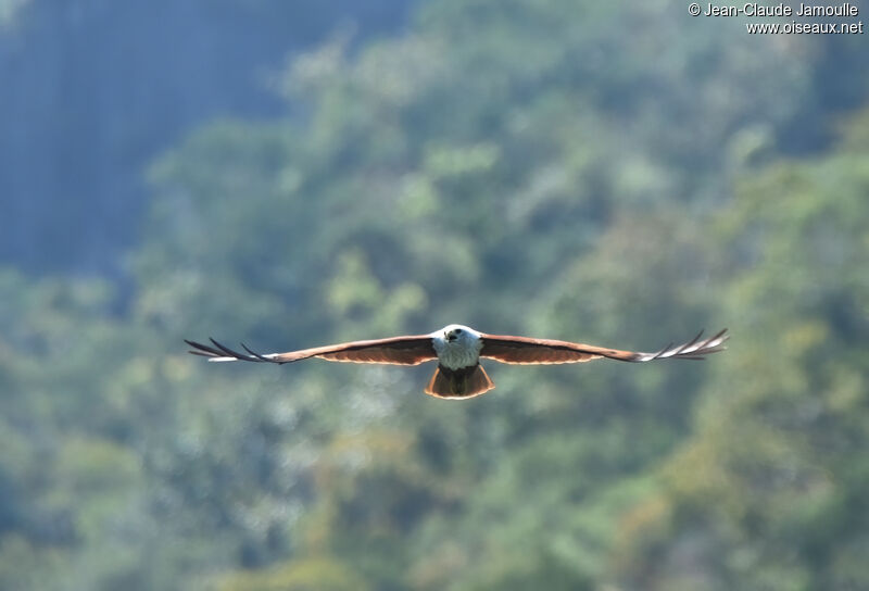 Brahminy Kiteadult