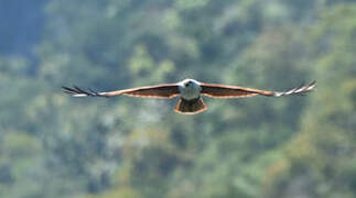 Brahminy Kite