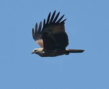 Brahminy Kite