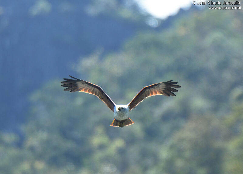 Brahminy Kiteadult, Flight