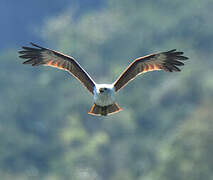 Brahminy Kite