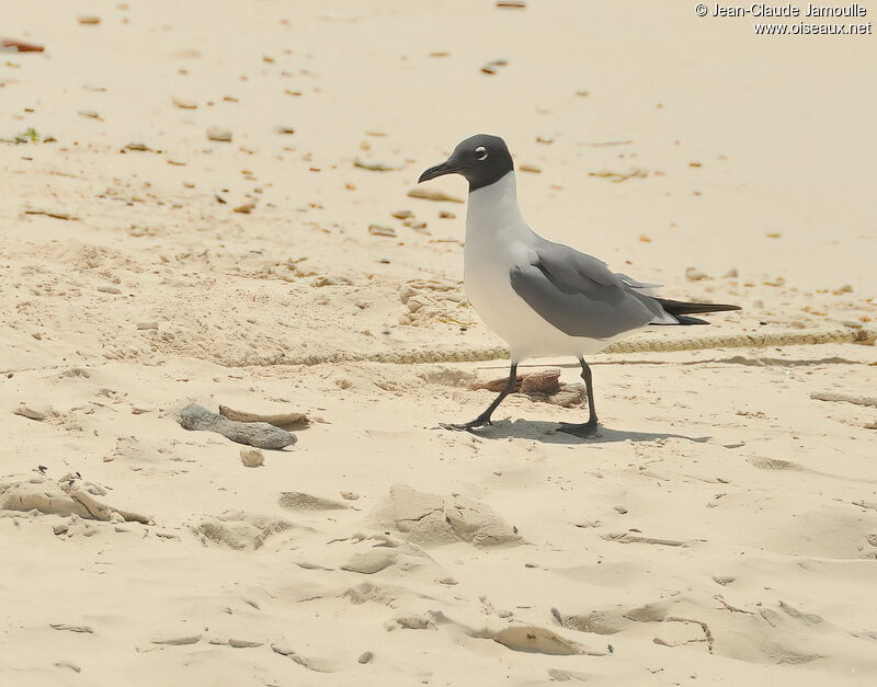 Mouette atricilleadulte