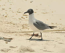 Laughing Gull