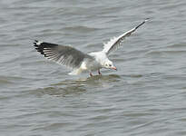 Mouette du Tibet