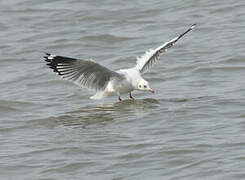 Brown-headed Gull