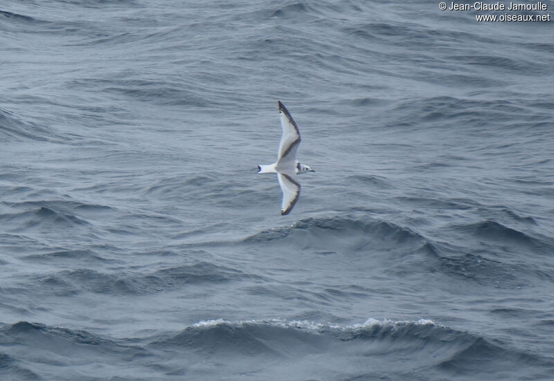 Mouette tridactyle1ère année