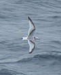 Mouette tridactyle