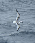 Mouette tridactyle