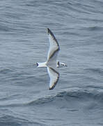 Black-legged Kittiwake