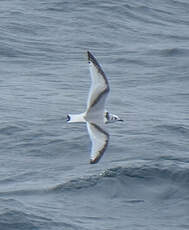 Mouette tridactyle