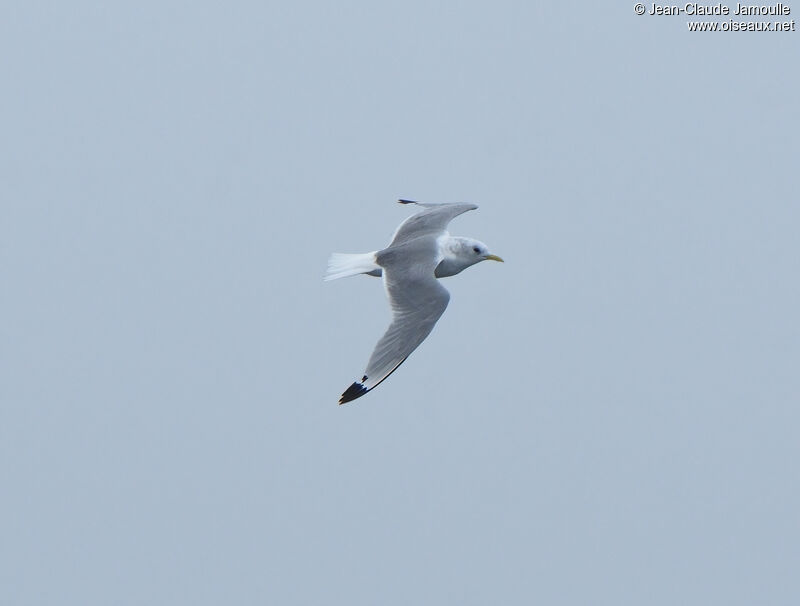 Mouette tridactyleadulte internuptial