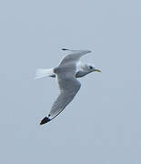 Black-legged Kittiwake