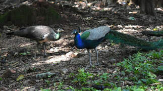 Indian Peafowl