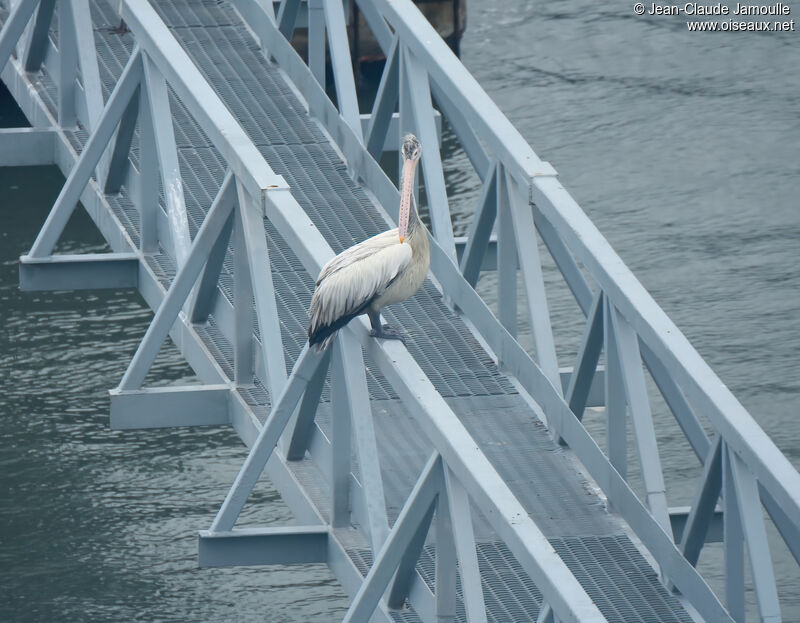 Spot-billed Pelicanadult