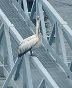 Spot-billed Pelican