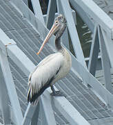 Spot-billed Pelican