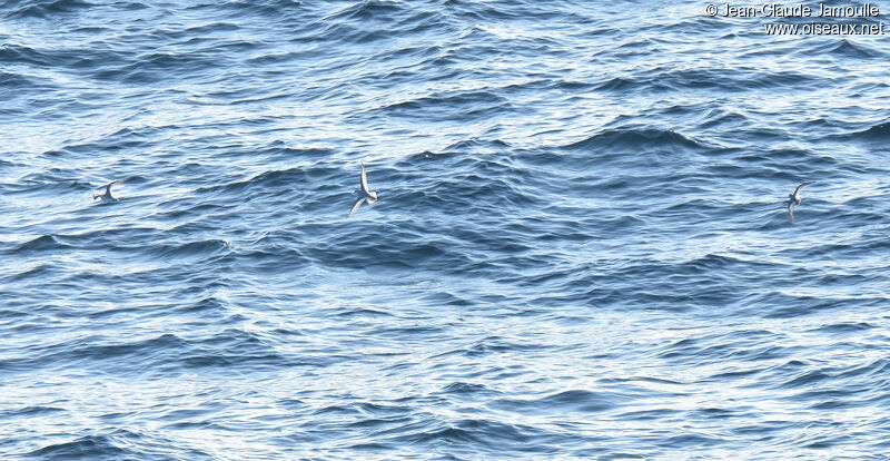 Phalarope à bec large