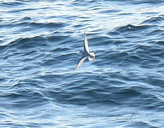 Red Phalarope