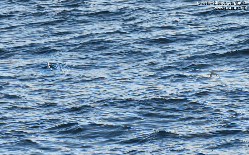 Phalarope à bec large