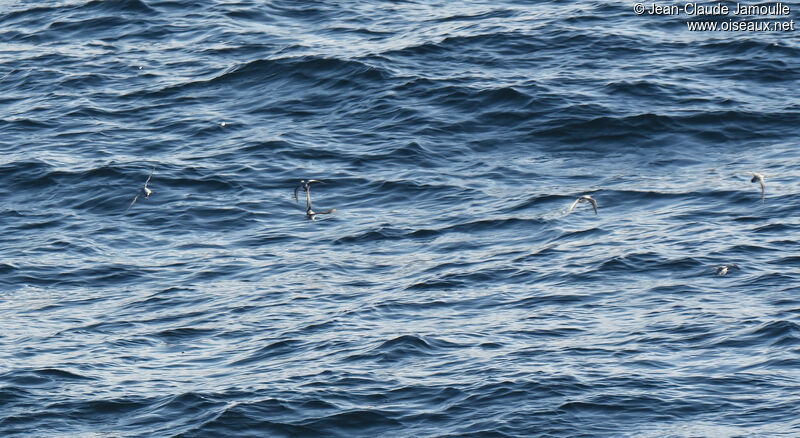 Phalarope à bec large