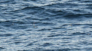 Phalarope à bec large