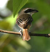 Brown Shrike