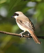 Brown Shrike