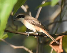 Brown Shrike