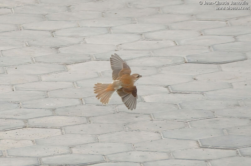 Red-backed Shrikeadult, Flight