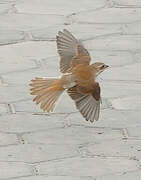 Red-backed Shrike