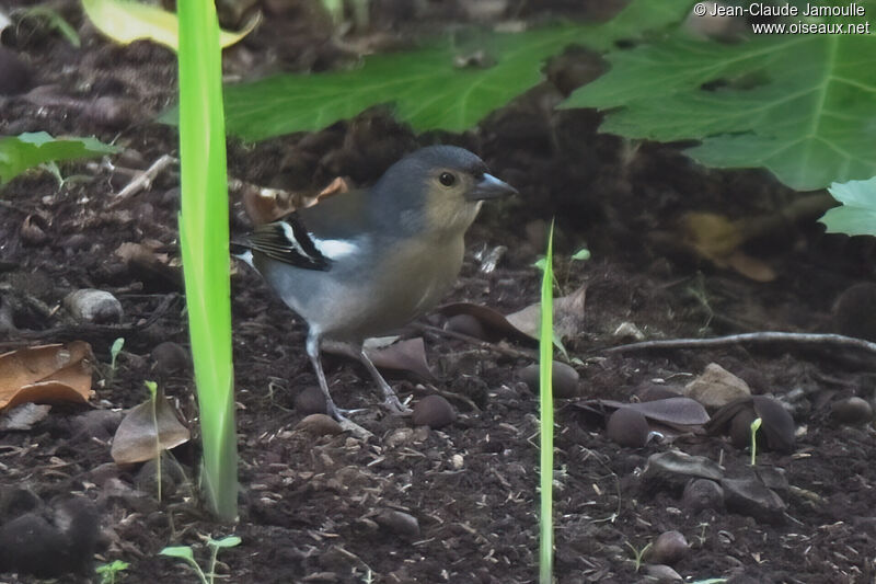 Madeira Chaffinchadult, walking, eats