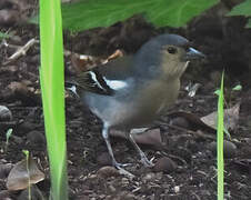 Madeira Chaffinch