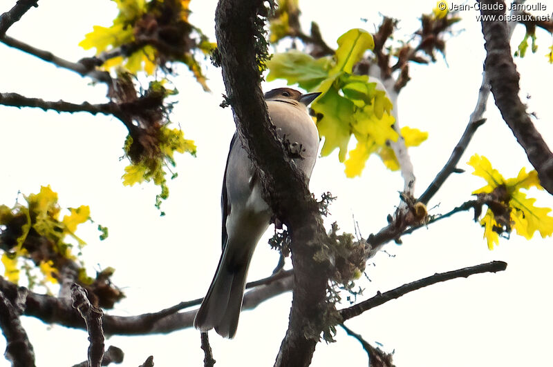 Pinson de Madèreadulte