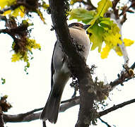 Madeira Chaffinch