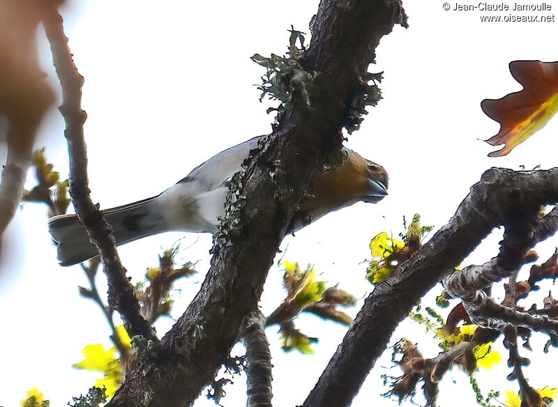 Madeira Chaffinchadult